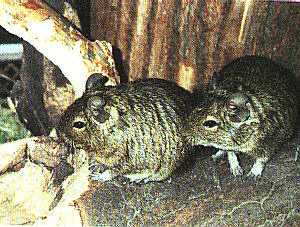 2 Degus