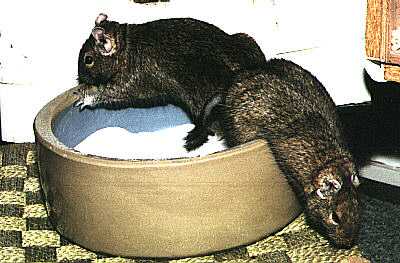 Degus taking a Bath