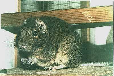 Sleepy Degu