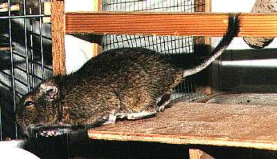 Jumping Degu