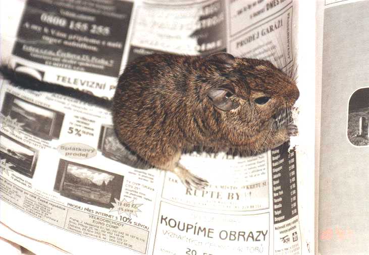 Charles eating newspaper