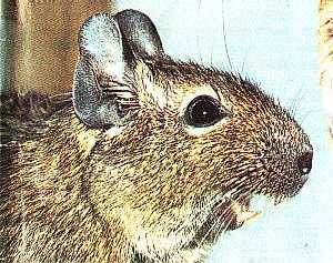 Weeping Degu